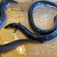 日本料理 梅林 -  日本料理 梅林 -