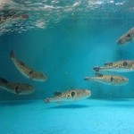 ふぐ屋とら乃介 - 