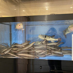 福乃城 - 店内には鰻とフグの水槽があります