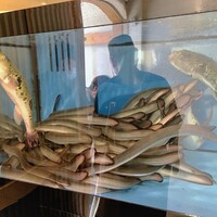 福乃城 - 見るからに元気いっぱいの鰻とフグ