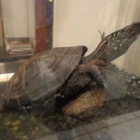 白碗竹快樓 赤坂店 - 開店以来15年間元気な銭亀君