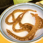 うを徳 - 活泳ぎ「銀宝」