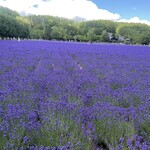 とみたメロンハウス - 【2021年07月】ラベンダー、、、チョット早かったけど、全然楽しめます。