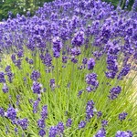 とみたメロンハウス - 【2021年07月】ファームにて。ラベンダーイイなあ。