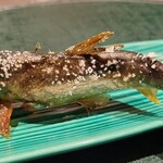 菅井 - 【焼き物】活鮎塩焼き、たで酢で