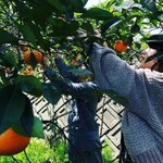 焼肉すだく家族亭 - ドリンク写真: