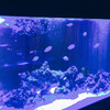 aquarium dining サカナノセカイ