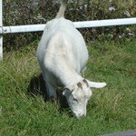 大笹牧場レストハウス ジンギスカンハウス - 