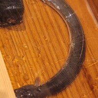 にょろ助 銀座 - 