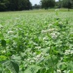 Soba Dining Shiozawa An