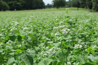 Soba Dining Shiozawa An