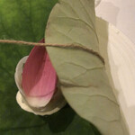 オルタナティブ - ひも解いて・・・