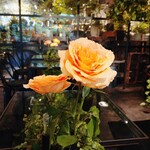 Aoyama Flower Market TEA HOUSE - 