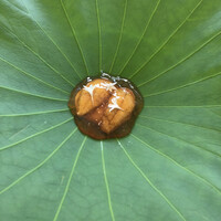 レストラン オオツ - 