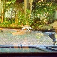 antica locanda MIYAMOTO - 仔猫