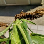 清水屋 - 黒い髭は、完熟の目印！