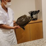 勢麟 - 天竜川の天然すっぽん、２匹獲れたうちの１匹、でかい❗