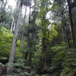 湯主一條 - ご神木