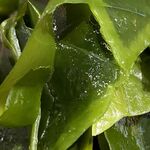 扇町うどん屋 あすろう - 