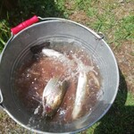 金精川のます池 - 