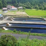 金精川のます池 - 