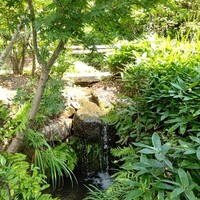 洋食 つばき - 庭園内の川