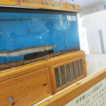 筑紫亭 - 改札口では、生きた鱧もお出迎え