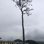 道の駅 高田松原 - 