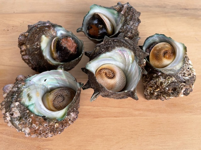 坂尾鮮魚店 - 鶴岡（その他）の写真