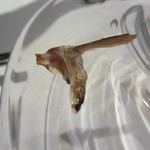 ル・ジュー・ドゥ・ラシエット  - Jul, 2012 