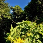 ヤマザキショップ - 帰りに見た青空と黄色いお花