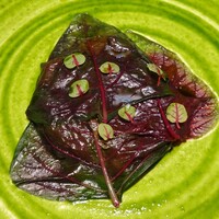 abysse - 毛蟹 ジャワホウレン草 トマト