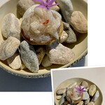 ラ・ヴァガボンド - 山盛り毛蟹タルト