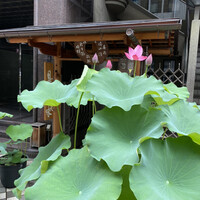 是しん - 蓮の花