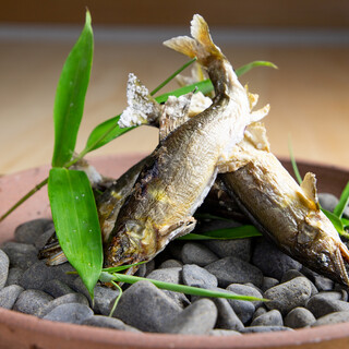 専属の釣り師から活かして仕入れる【天然鮎料理】