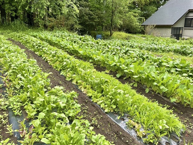 Zao樹のなか 採りたてやさいとチーズケーキ - 蔵王町その他（ケーキ）の写真