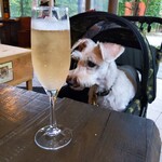 ピレネー - ノンアルコール　シャルドネシャンパン　