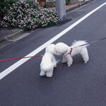 恵比寿 箸庵 - ビションの ♂と遭遇