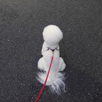 恵比寿 箸庵 - 駐車場で ’待て’ の姿勢