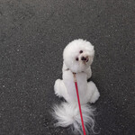 恵比寿 箸庵 - ママまだクルマ乗れないの？