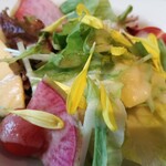 サルテリア デイジー - 