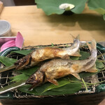 赤坂 菊乃井 - 昼懐石１３３１０円。鮎塩焼き。今日の鮎は、今年一番の鮎です（╹◡╹）（╹◡╹）。香り、肝の味わい…今すぐ食べたい（笑）