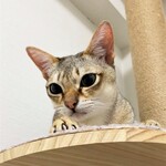 トレイス - これはうちの子