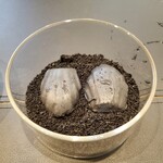 サンプリシテ - 