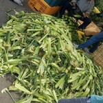 俺ん家のとうきび - 