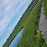 俺ん家のとうきび - 