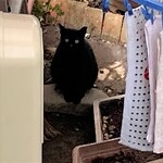 中華そば志のぶ支店 - 看板ねこちゃん