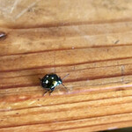 余市SAGRA - あ、お客さん