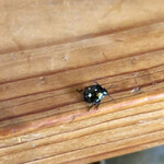 余市SAGRA - テケテケ逃げる