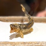 日本橋 蕎ノ字 - あゆ 天龍